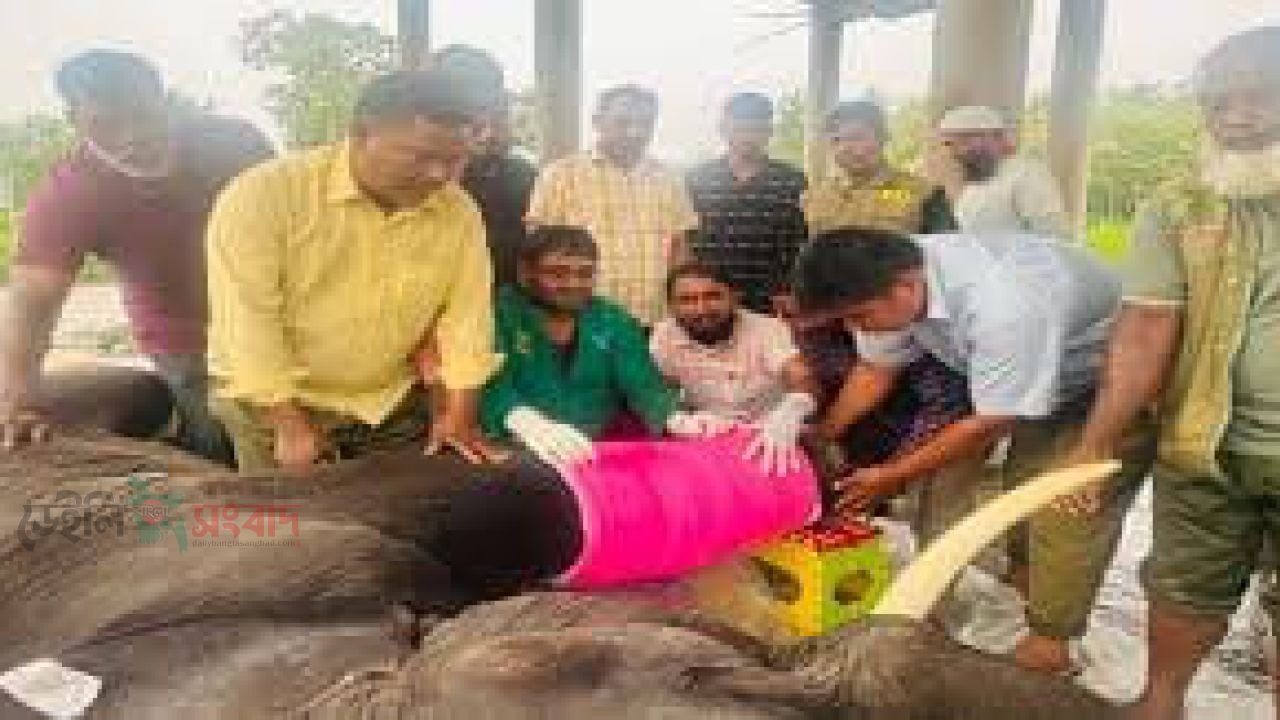 গাজীপুর সাফারি পার্কে হাতির মৃত্যু চিকিৎসার সুবিধার্থে থাইল্যান্ড থেকেও চিকিৎসক আনা হয় তবুও পরলে না বাঁচাতে 