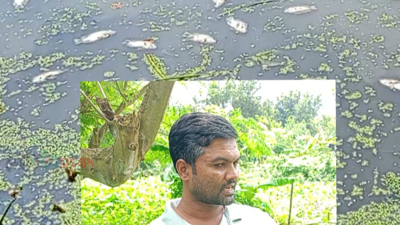 নারায়ণগঞ্জ সোনারগাঁ পূর্ব শত্রুতার যের ধরে  পুকুরে বিষ প্রয়োগ করে ২লক্ষ টাকার মাছ নিধন সহ ও  প্রকাশ্যে হত্যার হুমকি।  
