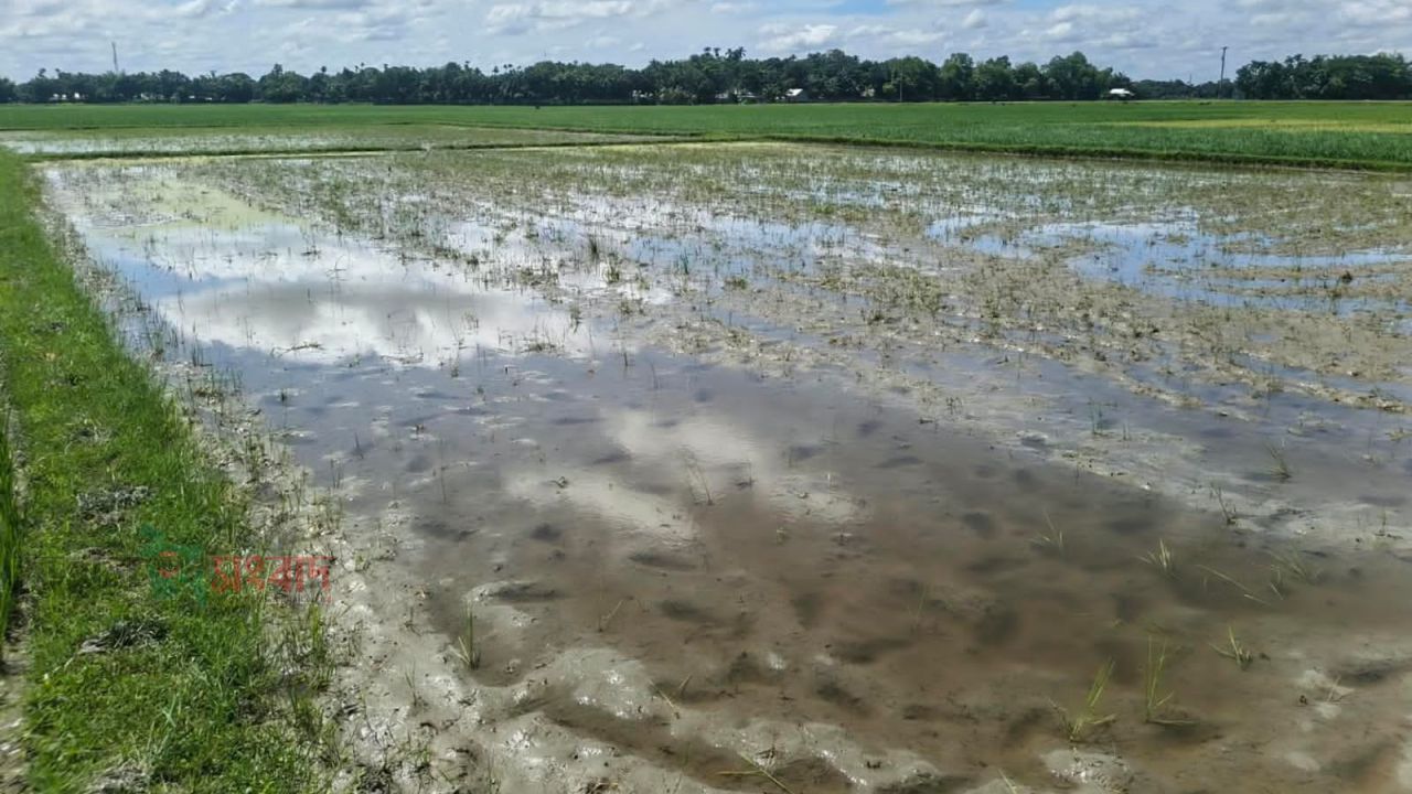 নেত্রকোণায় জমি বিরোধে প্রতিবন্ধী পরিবারের ফসল নষ্ট, হামলার অভিযোগ
