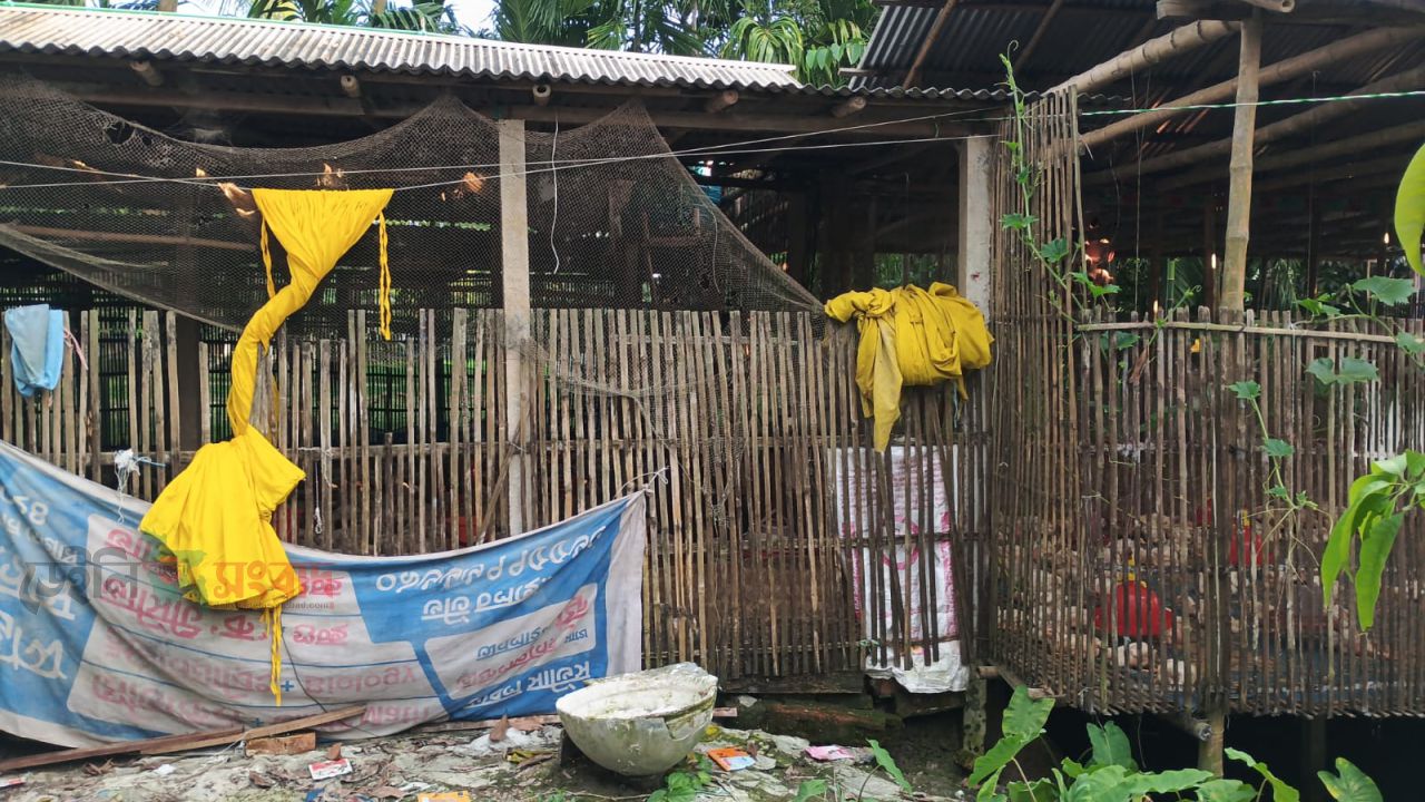পীরগাছায় বসতবাড়ির মাঝে ব্রয়লার খামার: দুর্গন্ধ ও স্বাস্থ্যঝুঁকিতে শতাধিক পরিবার