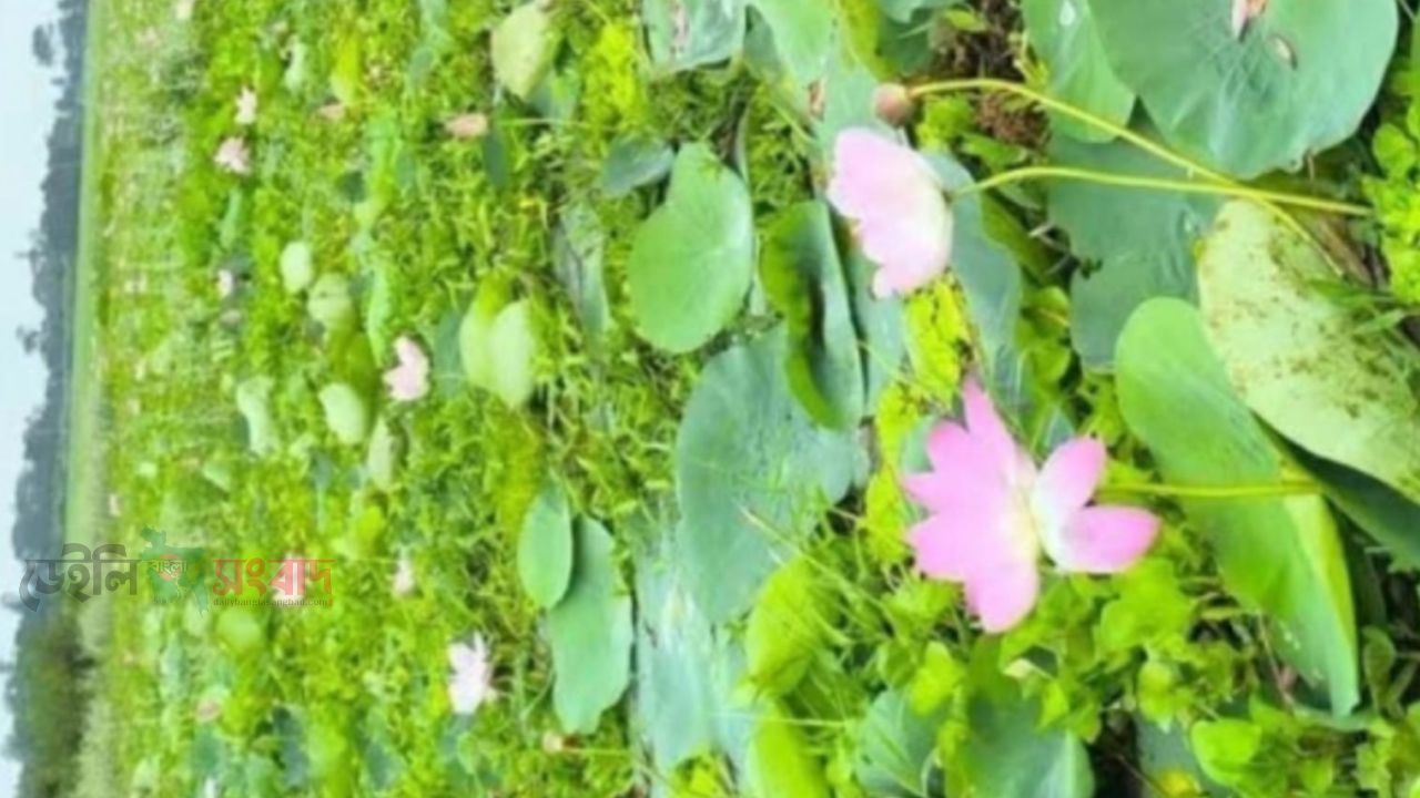 বর্ষায় পদ্মফুলে ভরে ওঠে তাড়াশের বাঘমারা বিল, বাড়ছে দর্শনার্থী