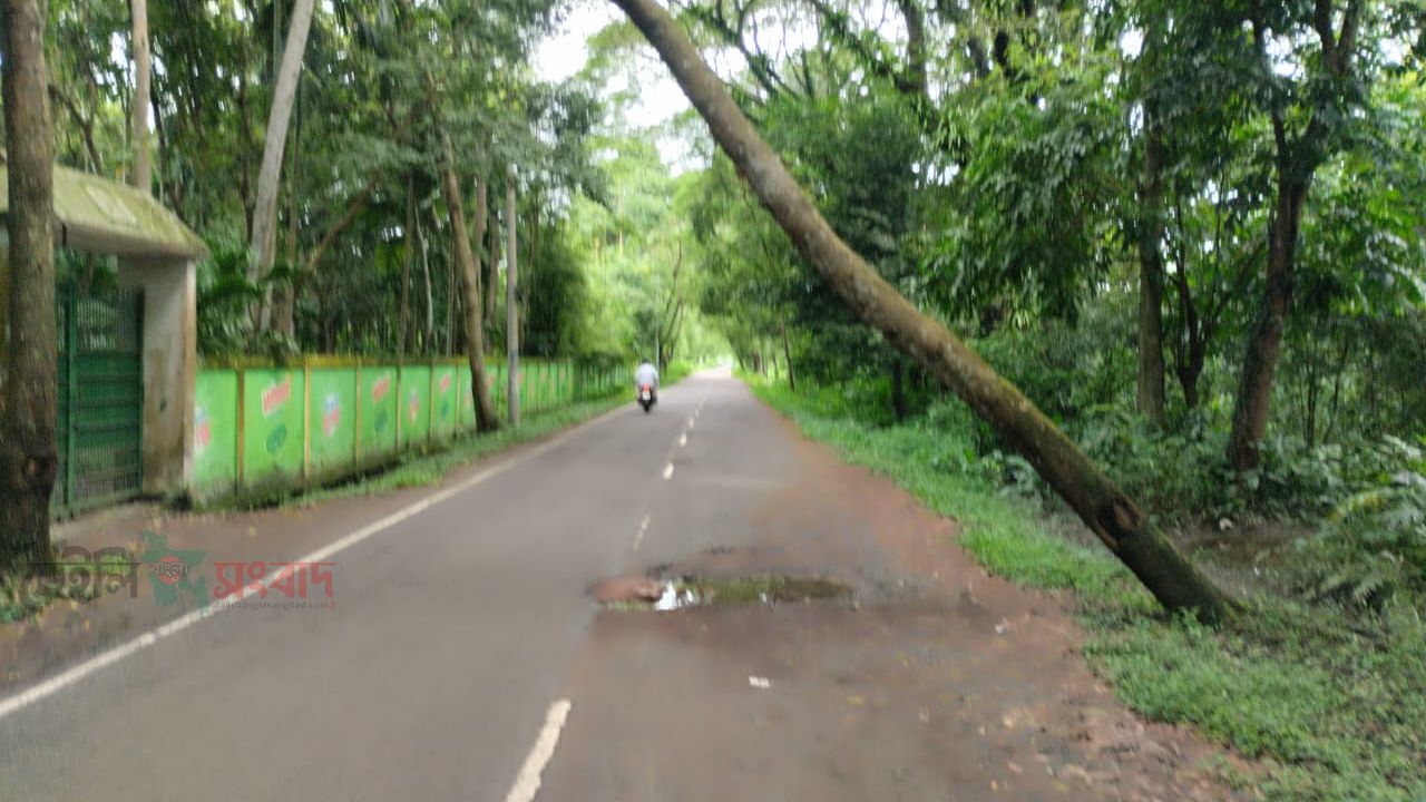 বালাগঞ্জ-তাজপুর সড়কে ঝুকিপূর্ন ২টি গাছ 