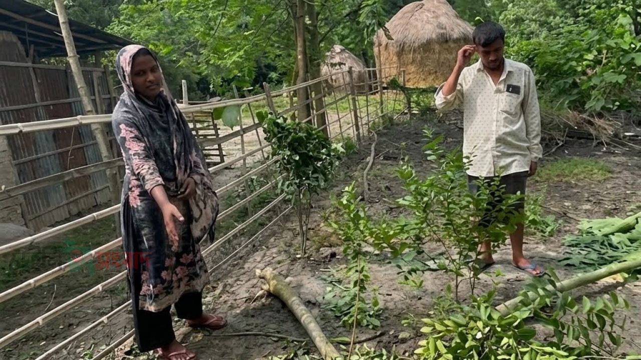 পাঁচবিবিতে ফলজ গাছ কর্তণ ও উঠানের বেড়া ভেঙে ফেলার অভিযোগ