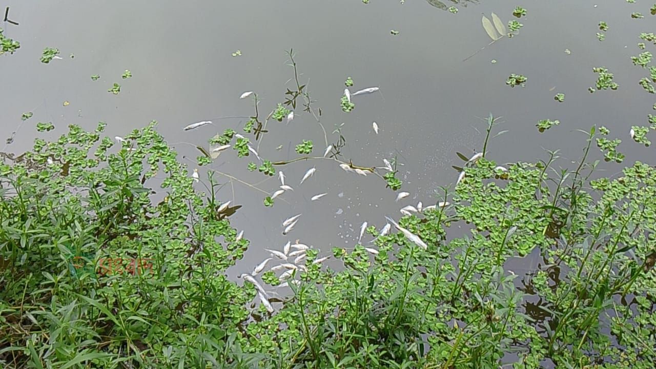 পীরগাছায় পুকুরে বিষাক্ত গ্যাস ট্যাবলেট, ১০ মণ মাছ নিধনের অভিযোগ