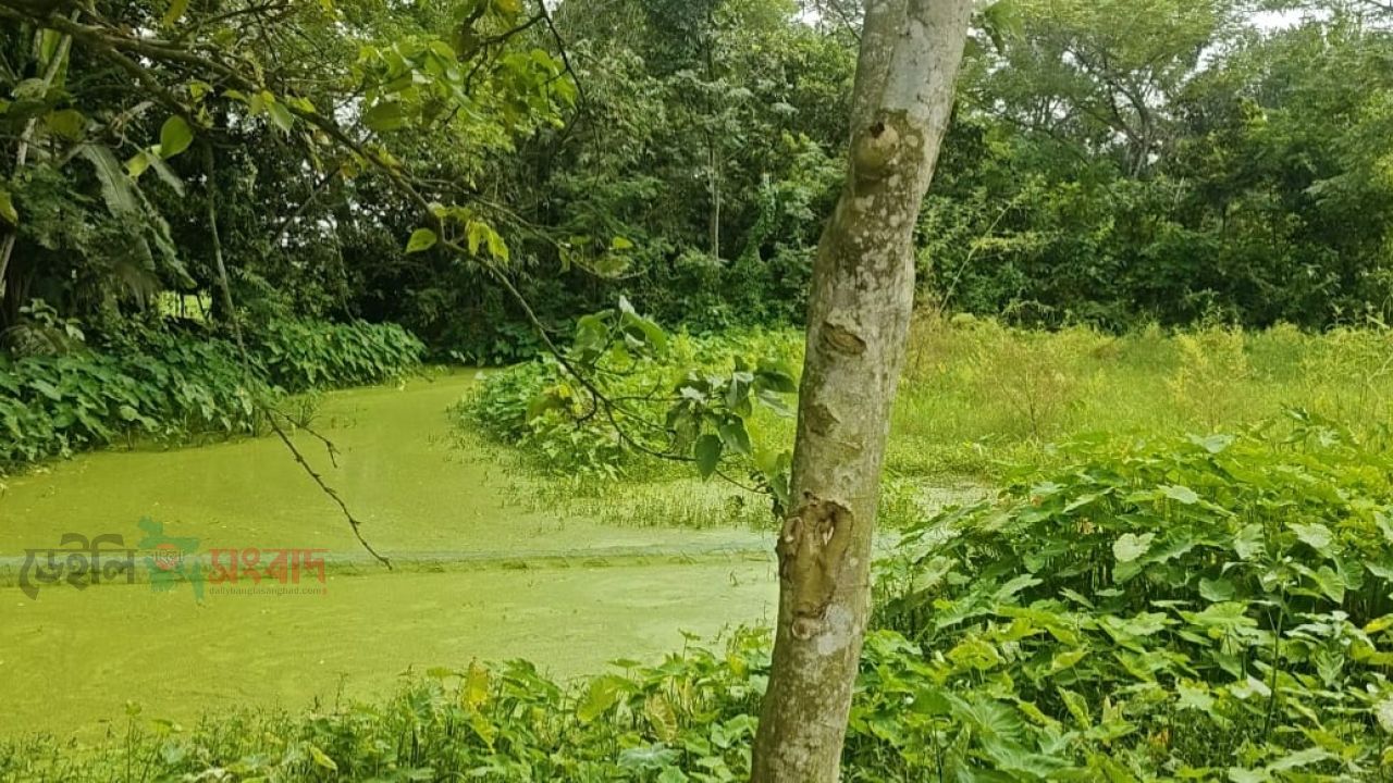নবীনগরের আহমেদ পুরে বাড়ির ময়লা পানি নেমে  জলাবদ্ধতা, ফসল ফলাতে পারছেন না প্রবাস ফেরত যুবক। 