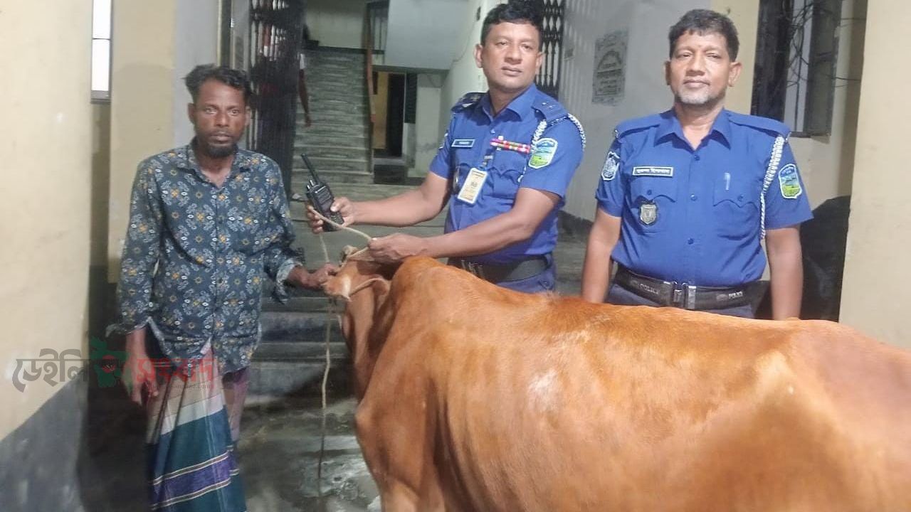 বারহাট্টায় চুরি হওয়া গর্ভবতী  গাভী গরু পুলিশের সহায়তা  উদ্ধার