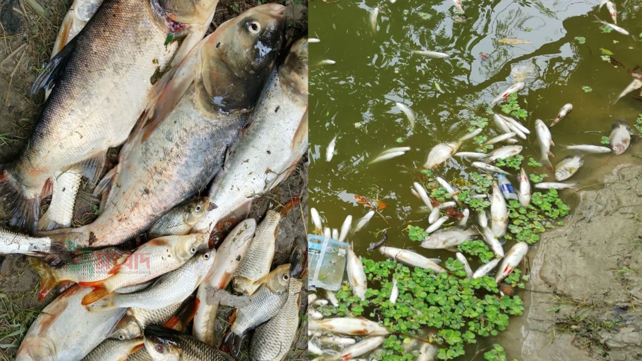 পীরগাছায় পুকুরে বিষাক্ত গ্যাস ট্যাবলেট,১৫ মণ মাছ নিধনের অভিযোগ