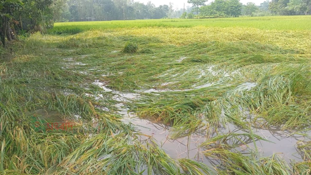 ফুলছড়ি ও সাদুল্লাপুরে হটাৎ ঝড়-বৃষ্টিতে আমন ধানের ব্যাপক ক্ষয়ক্ষতি, কৃষকের মাথায় হাত