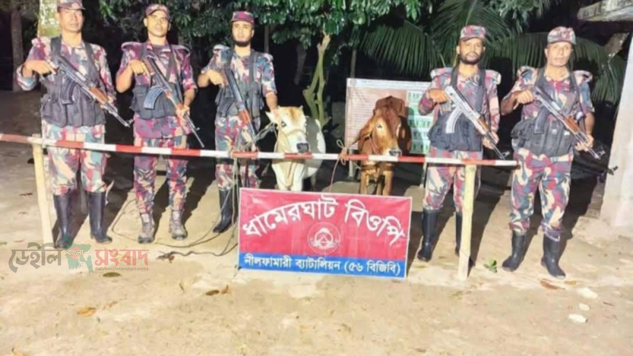 পঞ্চগড় সীমান্তে বিজিবির অভিযানে ভারতীয় ২ গরু উদ্ধার