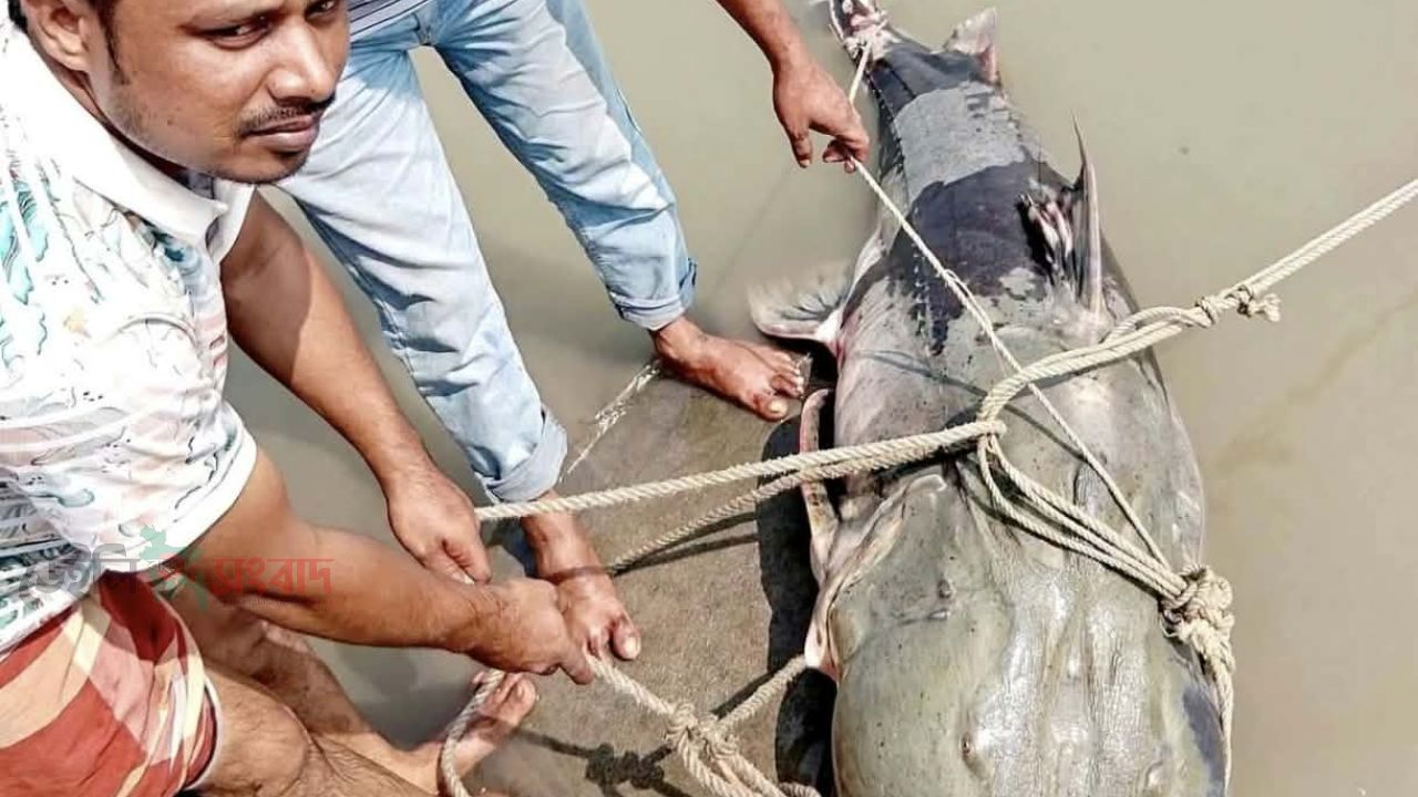 কুড়িগ্রাম ব্রহ্মপুত্র নদে জেলের জালে ৯০ কেজির বাঘাইড় মাছ বিক্রি লাখ টাকার উপরে । 