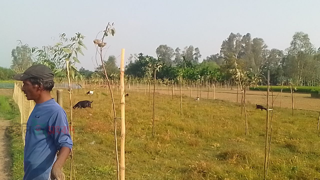 তেঁতুলিয়ায় কৃষিজমির চারপাশে নিষিদ্ধ ইউক্যালিপটাসের চারা রোপন, ফসলের ক্ষতির শঙ্কায় কৃষকরা