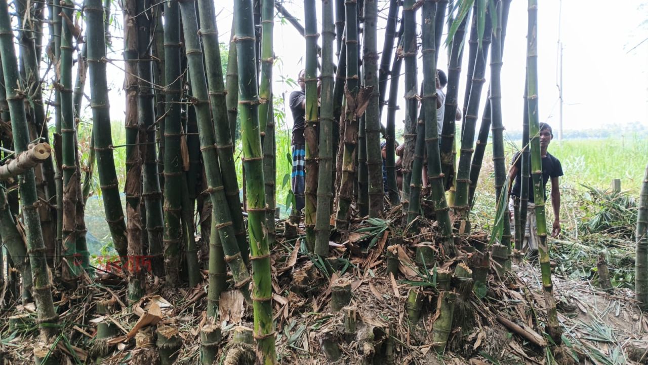 পীরগাছায় বসতবাড়ি ভাঙচুর ও বাঁশঝাড় সাবাড়ের অভিযোগ