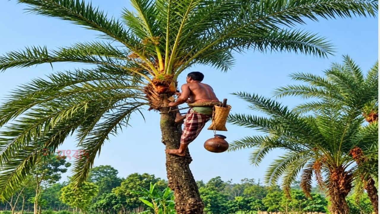 শীতের আগমনী বার্তায় তাড়াশে খেজুরের রস সংগ্রহের প্রস্তুতি