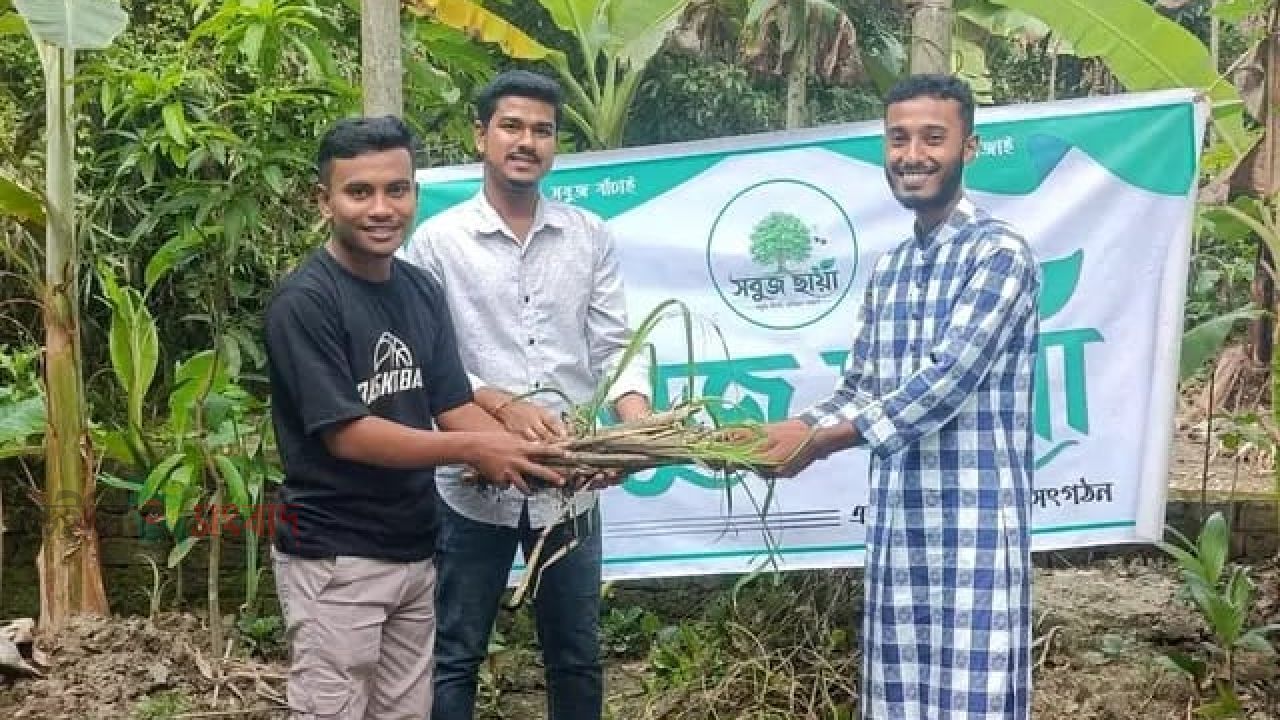 আমতলীতে তরুণ উদ্যোক্তা গড়তে ২০০ আখের চারা বিতরণ করল সবুজ ছায়া যুব সংগঠন